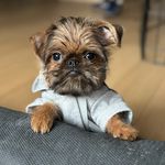 Max the Brussels Griffon - @maxbrussgriff - Instagram