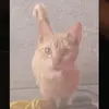 Francisco Javier Mar - @maxbuellito11 - TikTok