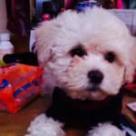 Maxbuellito - @maxbuellito - Instagram