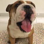 Max & Buff - @maximusbuffettmochipigpig - Instagram
