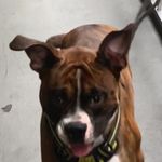 Maxwell cornelious Buitrago - @maxthedog0415 - Instagram