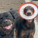 Max And Bella Von Haus Bunker - @adventuresofmaxandbunny_ - Instagram