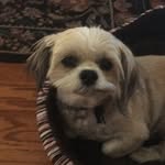 Max Burk - @max_the_dog_2019 - Instagram