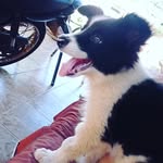 M A X    C A E T A N O - @maxcaetanoborder - Instagram