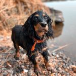 английский кокер спаниэль - @max_casper_dog - Instagram