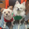 Casper & Max - @casper.max - TikTok