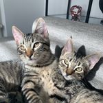 Maximus & César - @maxcesar_lesbg - Instagram
