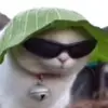 Max - @max_chamberss - TikTok
