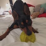 Max Chevalier - @chvlr_max - Instagram