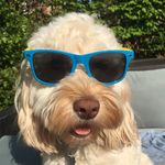 Max Chilcott - @cockapoo_max17 - Instagram