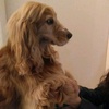 MAX - @max.cocker - TikTok