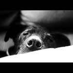 Max Comstock - @max_the_lab2018 - Instagram