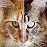 Max & Emilio - @max.and.emilio.mainecoons - Instagram