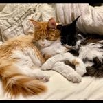 Max & Lily Maine Coons - @max_lilymainecoons - Instagram