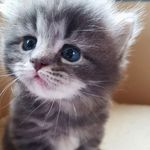 Max & Mila the Maine Coons - @milathemainecoon - Instagram