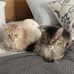 Max and Harry Maine Coons - Facebook