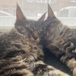 @pom_and_lou_and_max_the_coons - Instagram