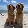 Max & Cooper 🤎 - @maxandcoooper - TikTok