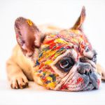 Max Cornejo - @welove.pets.ofday - Instagram