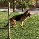 Max Cornejo Vasconcelos 🐶 - @maxcornejodog - Instagram