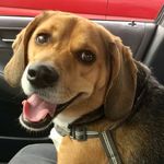 Tobias Maximus - @toby_max_custer - Instagram