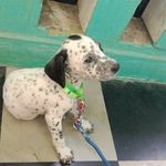 @max_the_dalmantian - Instagram