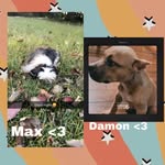 @max._.damon - Instagram