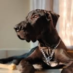 Max-Dane - @maxden2024 - Instagram