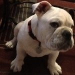 Max Dangerfield - @sir_max_the_bulldog - Instagram