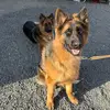 MaxAndSky🇵🇷🇲🇽🐶 - @gomezbori - TikTok