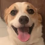 Max DeMarco - @maxauaudemarco - Instagram