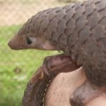 Max J Denton - @i_m4pangolins - Instagram