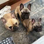 Max, Alex and Nici of House de Vos - @devos_frenchies - Instagram