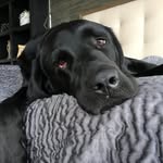 Max Dewitt - @maxwell.thegreat - Instagram