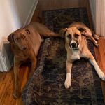 Max & Finn Dickerson - @good_boy_doggos - Instagram