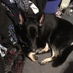 Max Dickerson - @crazymaxie101810 - Instagram