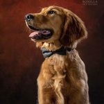 Max Dickerson, The Golden Irish 🐾🧡 - @goldenirishtothemax - Instagram