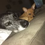 Max and Panzer Dodson - @newgroovedogs - Instagram