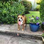 Max Doherty - @ourfurbabymax - Instagram