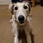Max Doherty - @max_rescue_lurcher - Instagram