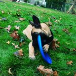 Max Doherty - @thek9.max - Instagram