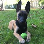 Max Doherty - @thek9max - Instagram
