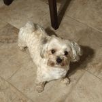Max Doherty - @maxamillion_morkie - Instagram