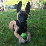 Max Doherty - @thek9max.fan - Instagram