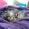Max Doherty💕🐈 - @max_is_the_coolest_ - TikTok