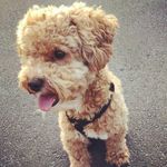 Max Dolan - @maxtheredtoypoodle - Instagram