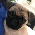 Max Dooley - @itsmaxthepugg - Instagram
