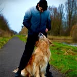 max&dorina - @socialesteunhondmax - Instagram