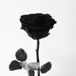 max dowd - @_blackrosepetals - Instagram