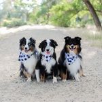 Colorado Aussie Boys - @max.cash.jack.draco.aussies - Instagram